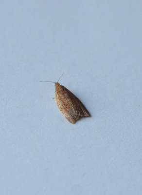 PRIVET TORTRIX ( Clepsis consimiliana ) . TOPSHAM . DEVON . 9  7. 2018
