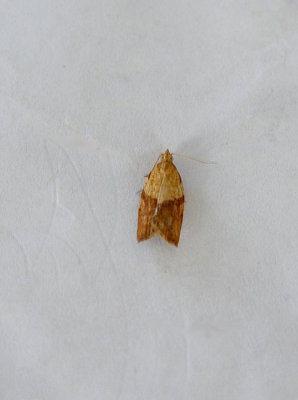 LIGHT BROWN APPLE MOTH ( Epiphyas postvittana ) . TOPSHAM . DEVON . 27 . 7 . 2018