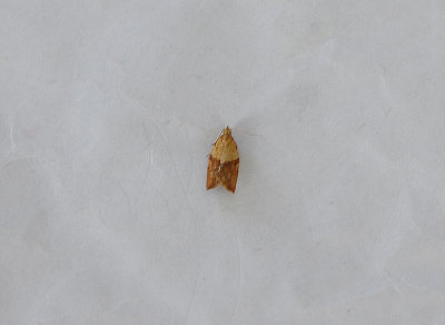 LIGHT BROWN APPLE MOTH ( Epiphyas postvittana , TOPSHAM , DEVON , 27 , 7 , 2018