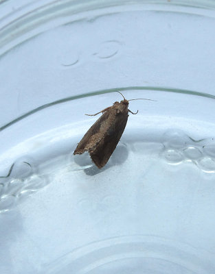 HEATH MARBLE ( Endothenia ericetana ) . TOPSHAM . DEVON . 8 . 7 . 2018