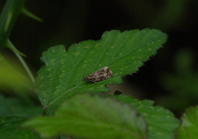 COMMON MARBLE ( Celypha lacunana ) , HIGHFIELD FARM , TOPSHAM , DEVON , ENGLAND , 10 , 6 , 2018