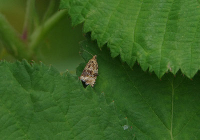 COMMON MARBLE ( Celypha lacunana ) . HIGHFIELD FARM . TOPSHAM . DEVON . ENGLAND . 10 . 6 . 2018
