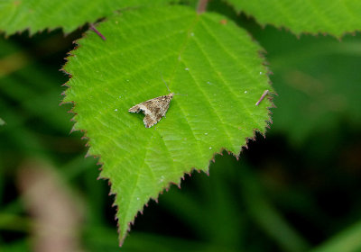 COMMON MARBLE . BYSTOCK COMMON . DEVON . 19 . 6 . 2018