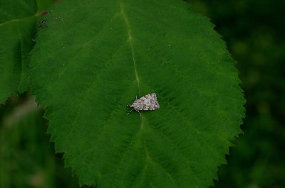 MEADOW GREY ( Scoparia pyralella ) . HIGHFIELD FARM . TOPSHAM . DEVON . 10 . 6 . 2018