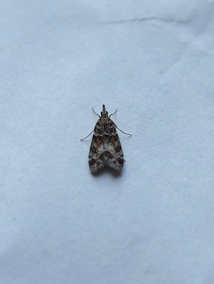 LITTLE GREY ( Eudonia lacustrata ) . TOPSHAM . DEVON . 16 . 7 . 2018