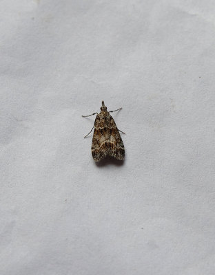 SMALL GREY ( Eudonia mercurella ) , TOPSHAM , DEVON , 19 , 7 , 2018