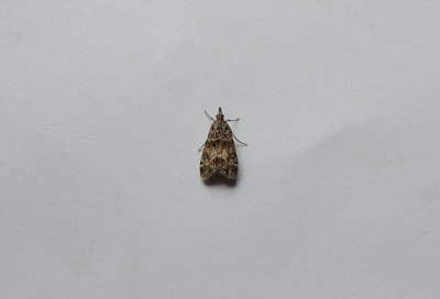 SMALL GREY ( Eudonia mercurella ) . TOPSHAM . DEVON . 19 . 7 . 2018