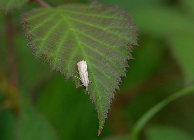 GARDEN GRASS-VENEER ( Chrysoteuchia culmella ) . BYSTOCK COMMON . DEVON . 19 . 6 . 2018