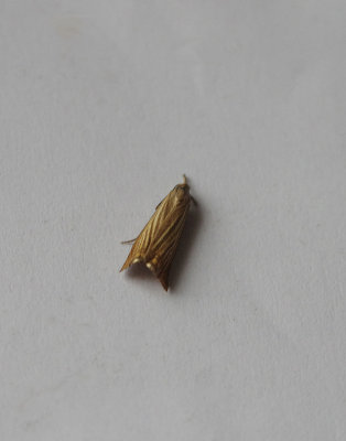 SATIN GRASS-VENEER ( Crambus perlella ) . TOPSHAM . DEVON . 4 . 7 . 2018
