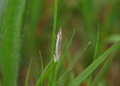COMMON GRASS-VENEER ( Agriphila tristella ) , BYSTOCK COMMON , DEVON , 19 , 6 , 2018