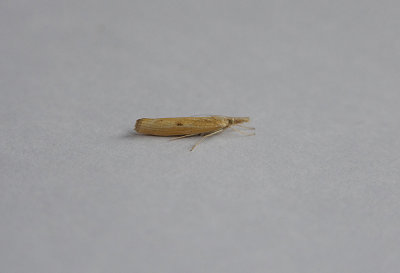 BARRED GRASS-VENEER ( Agriphila inquinatella ) . TOPSHAM . DEVON . 18 . 7 . 2018