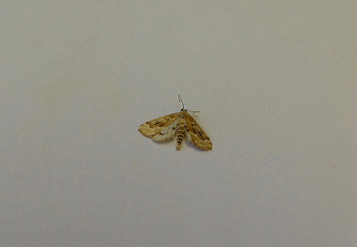 RINGED CHINA MARK ( Parapoynx stratiotata ) . TOPSHAM . DEVON . 10 . 7 . 2018
