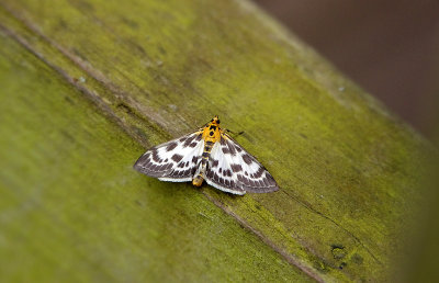 SMALL MAGPIE ( Anania hortulata ) . BOWLING GREEN MARSH . TOPSHAM . DEVON . ENGLAND . 18 . 6 . 2018