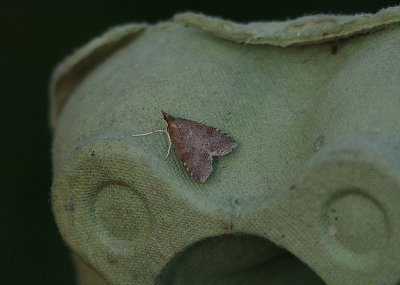 DUSKY PEARL ( Udea prunalis ) . EXMOUTH . DEVON . 23 . 6 . 2018