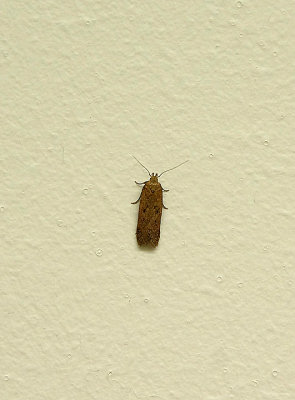CINEROUS NEB ( Bryotropha terrella ) . TOPSHAM . DEVON . 29 . 7 . 2018.JPG