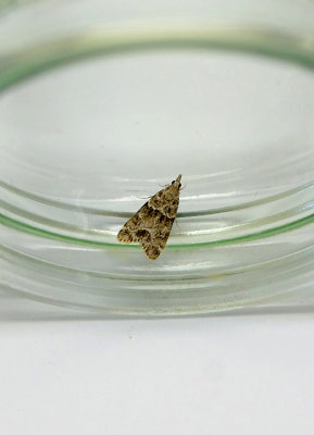 SMALL GREY ( Eudonia mercurella ).JPG