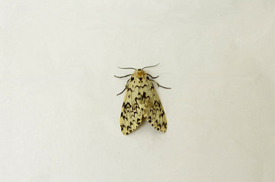 BLACK ARCHES ( Lymantria monacha ) ( Female ) . TOPSHAM . DEVON . 29 . 7 . 2018.JPG