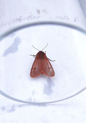 RUBY TIGER ( Phragmatobia fuliginosa fuliginosa ) , TOPSHAM . DEVON , 30 , 7 , 2018