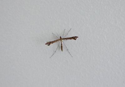 BEAUTIFUL PLUME ( Amblyptilia acanthadactyla ) . TOPSHAM . DEVON . 31 . 7 . 2018.JPG
