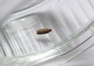 SMALL DINGY TUBIC ( Borkhausenia fuscescens ) . TOPSHAM . DEVON . 2 . 8 . 2018