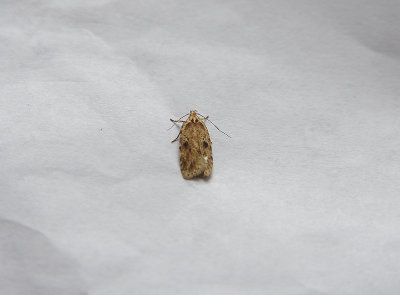 BRINDLED FLAT-BODY (Agonopterix arenella ) . TOPSHAM . DEVON . 3 . 8 . 2018.JPG