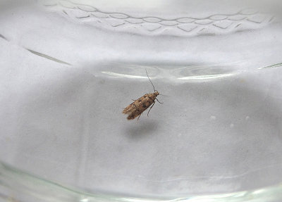 HOUSE NEB ( Bryotopha domestica ) . TOPSHAM . DEVON . 3 . 8 . 2018.JPG