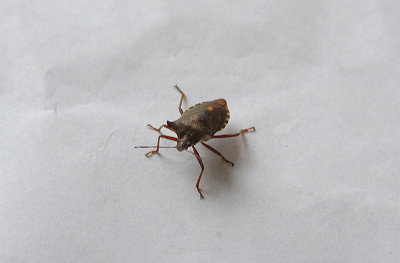 FOREST BUG ( Pentatoma rufipes ) , TOPSHAM , DEVON , 3 , 8 , 2018.JPG