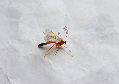 ICHNEUMON FLY ( Netelia testaceus ) . TOPSHAM . DEVON . 3 . 8 . 2018.JPG