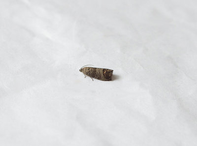 CODLING MOTH ( Cydia pomonella ) . TOPSHAM . DEVON . 4 . 8 . 2018 .JPG