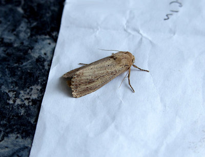 BULRUSH WAINSCOT ( Nonagria typhae ) . TOPSHAM . DEVON . 5 . 8 . 2018
