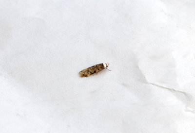 WHITE-SHOULDERED HOUSE MOTH ( Endrosis sarcitrella ) . TOPSHAM . DEVON . 5 . 8 . 2018
