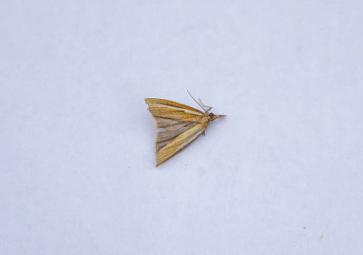 PALE-STREAK GRASS-VENEER ( Agriphila selasella ) . TOPSHAM . DEVON . 6 . 8 . 2018