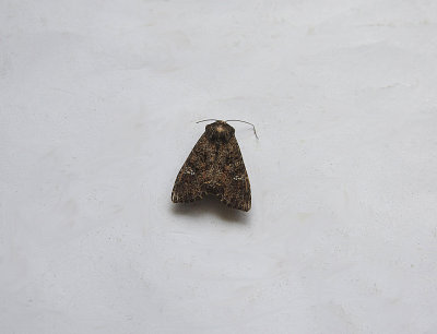 CABBAGE MOTH ( Mamestra brassicae ) . TOPSHAM . DEVON . 7 . 8 . 2018