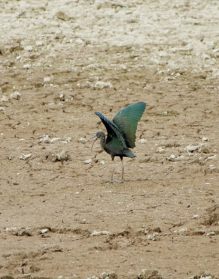 GLOSSY IBIS ( Plegadis falcinellus ) . MATFORD MARSH . EXETER . DEVON . 2 . 8 . 2018.JPG