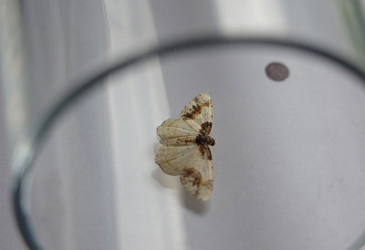 SCORCHED CARPET ( Ligdia adustrata ) , TOPSHAM , DEVON , 9 , 8 , 2018 ..JPG