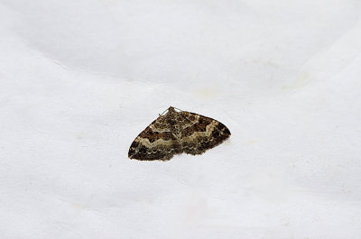 COMMON CARPET ( Epirrhoe alternata alternata ) . TOPSHAM . DEVON . 16 . 8 . 2918.JPG