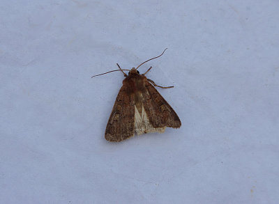 SQUARE-SPOT RUSTIC ( Xestia xanthographa ) . TOPSHAM . DEVON . 17 . 8 . 2018.JPG