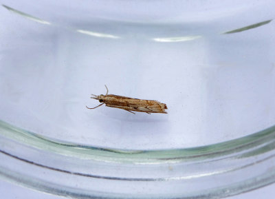 ELBOW-STRIPE GRASS-VENEER ( Agriphila geniculea ) . TOPSHAM . DEVON . 15 . 8 . 2018