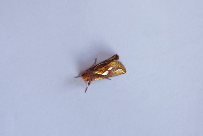 GOLD SPOT (.Plusia festucae ) . BOWLING GREEN MARSH . TOPSHAM . DEVON . 23 . 8 . 2018 JPG.JPG