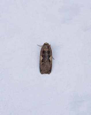 SETACEOUS HEBREW CHARACTER ( Xestia c-nigrum , TOPSHAM , DEVON , 23 , 8 , 2018