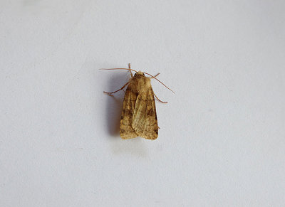 SIX-STRIPED RUSTIC ( Xestia sextrigata ) , BOWLING GREEN MARSH , TOPSHAM , DEVON , 23 , 8 , 2018.JPG