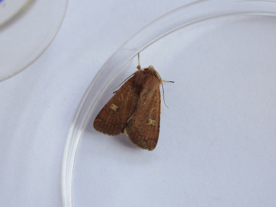 SQUARE-SPOT RUSTIC ( Xestia xanthographa ) . BOWLING GREEN MARSH . TOPSHAM . DEVON . 23 . 8 . 2018.JPG