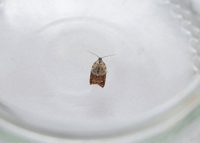 GARDEN ROSE TORTRIX ( Acleris variegana ) . TOPSHAM . DEVON . 24 . 8 . 2018