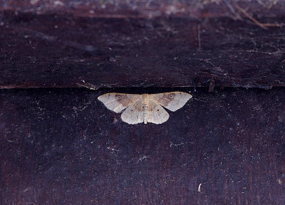 PORTLAND RIBBON WAVE ( Idaea degeneraria ) . THE BRISTOL SCHOOLS CAMP . EXMOUTH . DEVON . 25 . 8 . 2018