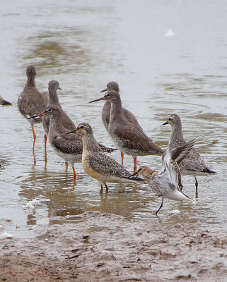 RED KNOT . BOWLING GREEN MARSH . TOPSHAM . DEVON . ENGLAND . 28 / 8 / 2018