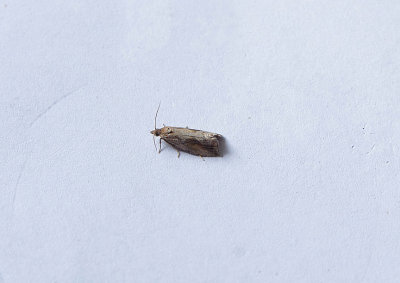BLOCHED MARBLE ( Endothenia quadrimaculana ) , TOPSHAM , DEVON , 3 , 9 , 2018.JPG