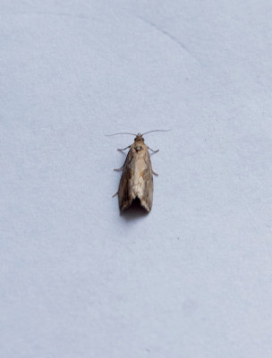BLOCHED MARBLE ( Endothenia quadrimaculana ) . TOPSHAM . DEVON . 3 . 9 . 2018.JPG
