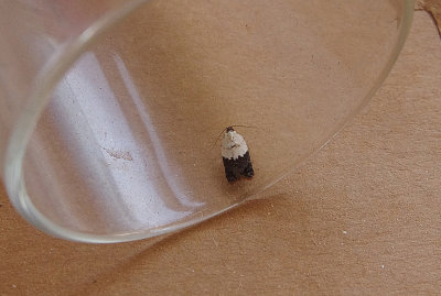 GARDEN ROSE TORTRIX ( Aclerisvariegana ) . TOPSHAM . DEVON . 5 . 9 . 2018 PG.JPG