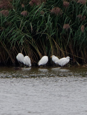 CATTLE EGRET . BOWLING GREEN MARSH . TOPSHAM . DEVON . ENGLAND . 17 / 9 / 2018