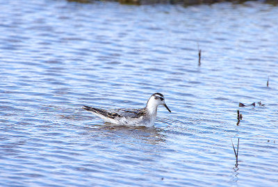 GREY PHALAROPE . WEST HUNTSPILL SEAWALL . SOMERSET . 17 . 9 . 2018